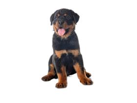 Banheiro Para Cachorro Móvel Lavável 2Un P 50X60 Cm