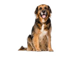 Banheiro Para Cães Higiênico Lavável 2 Un G - 90 X 100 Cm