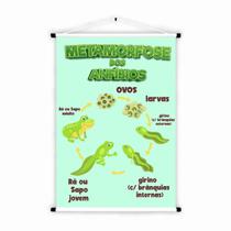 Banner de Lona Educativo Biologia Metamorfose dos Anfíbios 70x55cm