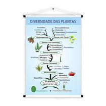 Banner de Lona Educativo Diversidade das Plantas - 85x60cm Banner de Lona Educativo Diversidade das Plantas - 85x60cm