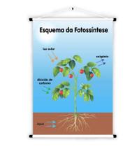 Banner de Lona Educativo Esquema da Fotossíntese - 85x60cm Banner de Lona Educativo Esquema da Fotossíntese - 85x60cm