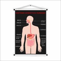 Banner de Lona Educativo Sistema Digestivo Humano - 85x60cm Banner de Lona Educativo Sistema Digestivo Humano - 85x60cm
