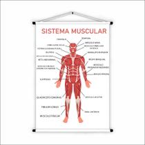 Banner de Lona Educativo Sistema Muscular - 85x60cm