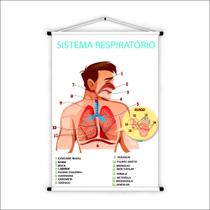Banner de Lona Educativo Sistema Respiratório - 85x60cm Banner de Lona Educativo Sistema Respiratório - 85x60cm