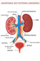 Banner De Lona Escolar Anatomia do Sistema Urinário - 85x60cm