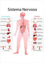 Banner De Lona Escolar Sistema Nervoso - 85x60cm