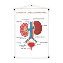 Banner Educativo em Lona Anatomia do Sistema Urinário - 85x60cm Banner Educativo em Lona Anatomia do Sistema Urinário - 85x60cm