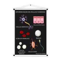 Banner Educativo em Lona Células Humanas - 85x60cm Banner Educativo em Lona Células Humanas - 85x60cm
