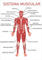 Banner Educativo em Lona Sistema Muscular 70x55 cm