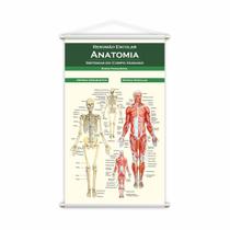 Banner Escolar Pedagógico Resumão Anatomia Medicina 80x50cm