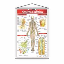 Banner Escolar Pedagógico Sistema Linfático 120x65cm Banner Escolar Pedagógico Sistema Linfático 120x65cm