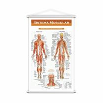 Banner Escolar Pedagógico Sistema Muscular Medicina 80X50Cm Banner Escolar Pedagógico Sistema Muscular Medicina 80X50Cm