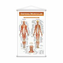 Banner Escolar Pedagógico Sistema Muscular Medicina 80x50cm