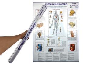 Banner Mapa Sistema Circulatório Anatomia Do Corpo Humano - Multimapas
