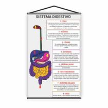 Banner Pedagógico Escolar Sistema Digestivo 120X65Cm