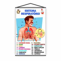 Banner Pedagógico Escolar Sistemas Respiratórios 120x65cm Banner Pedagógico Escolar Sistemas Respiratórios 120x65cm