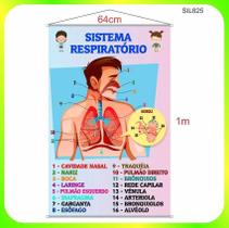 Banner Pedagógico Impresso Sistema Respiratório Sil825