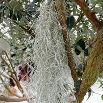 Barba-de-Velho - Bromélia Tillandsia Usneoides - Planta Adulta Barba-de-Velho - Bromélia Tillandsia Usneoides - Planta Adulta