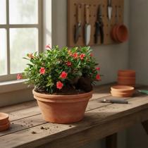 Barleria Vermelha - Barleria repens 'Vermelha' - Planta Ornamental