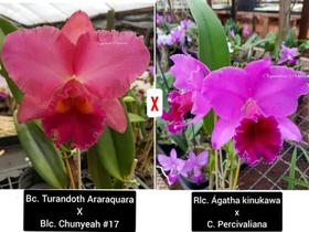 Bc. Turandoth X Blc. Chunyeah X C. Kinukawa Xc.percivaliana - orquídea