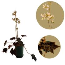 Begônia Black Velvet Veludo Veu Negro Rex Bowerae Dark