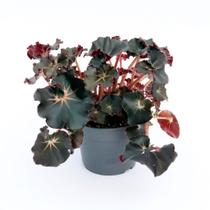 Begonia 'Dark Mambo'