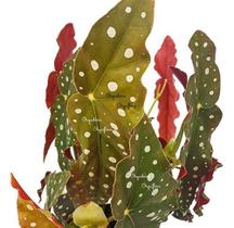 Begonia Maculata Entouceirada Planta Adulta Natural Exótica