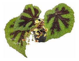 Begonia Masoniana Cruz De Ferro Planta Adulta Natural