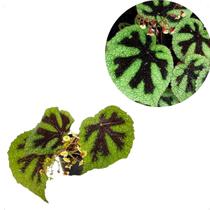 Begonia Masoniana Cruz De Ferro Planta Adulta Natural