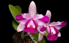 Blc. Bouton D'Or X C. Intermedia Aquini Vinho” Corte Adulto