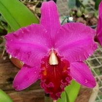 Blc. China Lady Orchis - Corte Adulto