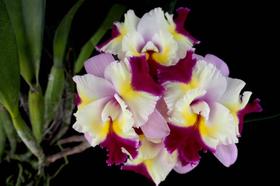 Blc. Mary Song X Delta King - Corte Adulto