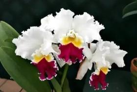 Blc Melody Fair Carol X Mike Nagata