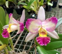 Blc. Shiniti Ishikawa - Corte Adulto