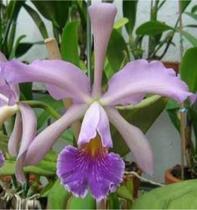 Blc Whitey Coerulea