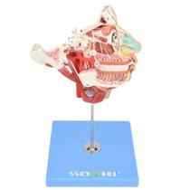 Boca, nariz, faringe, laringe com vasos e nervos - sdorf Boca, nariz, faringe, laringe com vasos e nervos - sdorf