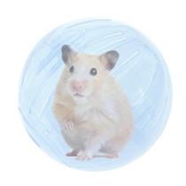 Bola Acrílica Hamster Roedores Exercício Savana G 14,5cm - Savana Pet