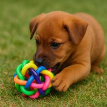 Bola Colorida Pet Cachorro Gatos Vinil Mordedor Sino Trançada Sino Cães Osso Coleira Ração Brinquedo Bola Colorida Pet Cachorro Gatos Vinil Mordedor Sino Trançada Sino Cães Osso Coleira Ração Brinquedo