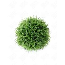 Bola de Samambaia Verde em Plástico 24cm - H8 Bola de Samambaia Verde em Plástico 24cm - H8