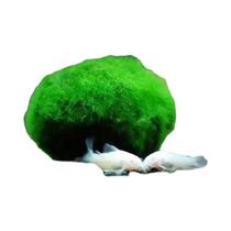 Bolas De Musgo Marimo Vivas 3-4cm, Planta De Aquário, Ornamento Para Tanque De Peixes E Camarões
