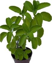 Boldo Africano Cultivado Domestico