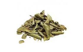 Boldo do Chile 100g Peumus boldus Molina Londriervas