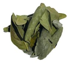 Boldo Folha 250g (Erva Desidratada)