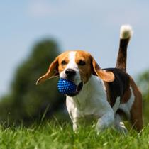 Bolinha Bola cravo Brinquedo Interativo Para Cães Anti Stress Ótimo para Raciocínio - Brinqpet