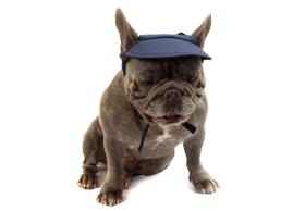 Boné Viseira para Cachorro e Gato Pet Boné Viseira para Cachorro e Gato Pet