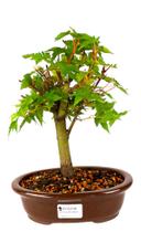 Bonsai Acer palmatum kaede tridente 7 anos vaso porcelana - Quintal do bonsai