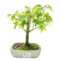 Bonsai Acer Palmatum Momiji 4 Anos