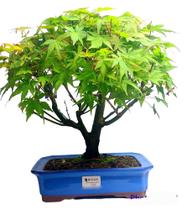 Bonsai acer palmatum no vaso de porcelana vietnamita