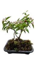 Bonsai Acerola frutífera com vaso