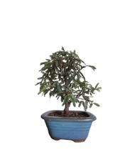 Bonsai Caliandra rosa vaso de porcelana
